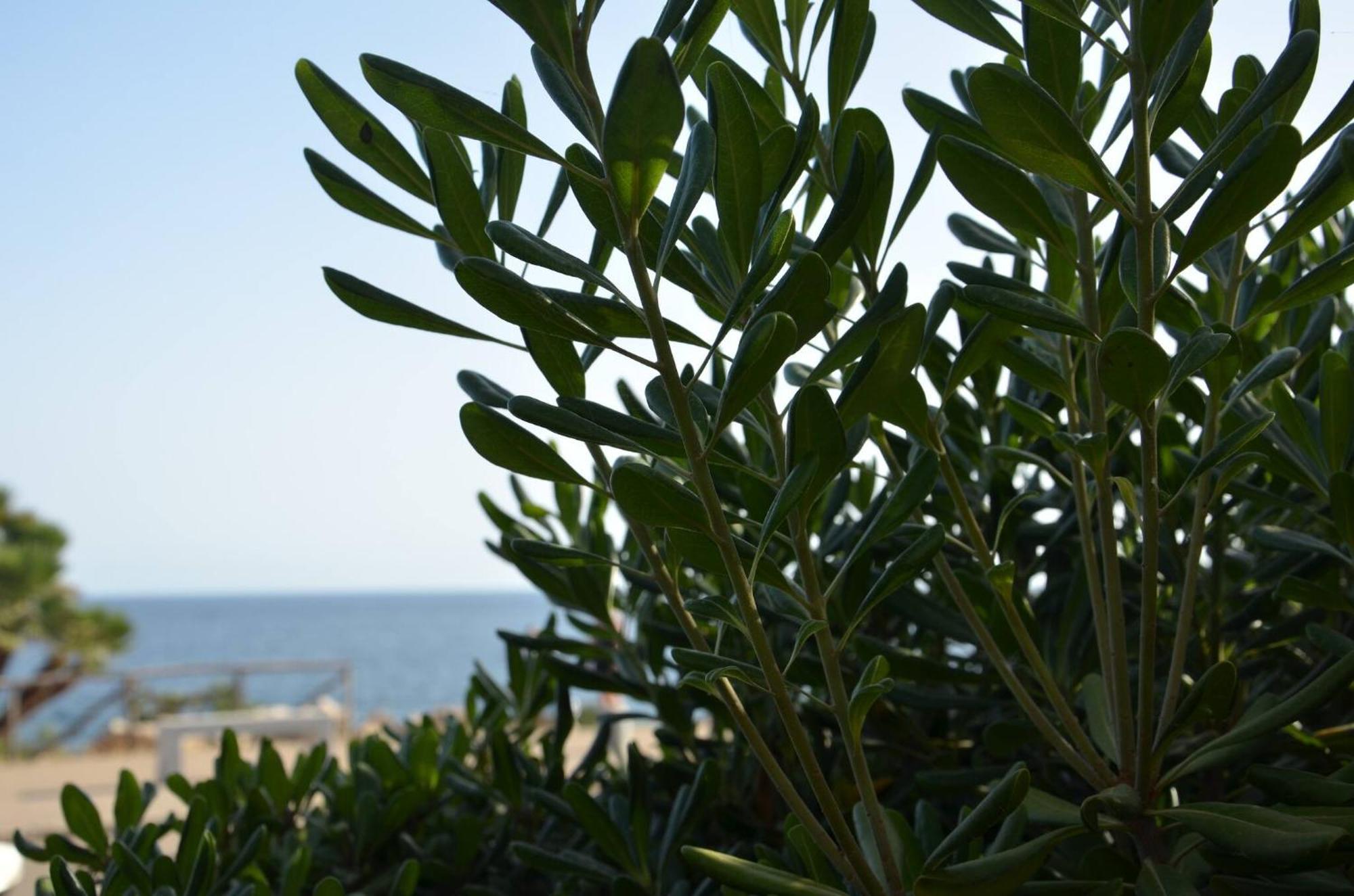 Fantastic Sardinia Villette Con Giardino Fronte Mare Fertilia Faho-Gav01-Gav02 Dış mekan fotoğraf